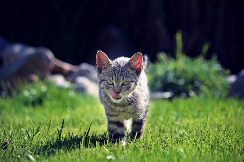 A maturing kitten walking on the grass in the garden