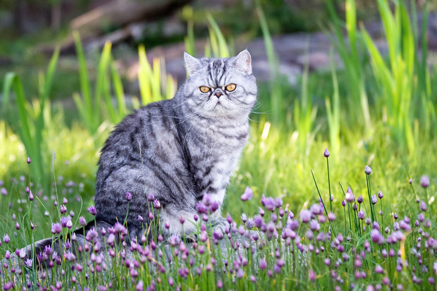A silver spotted Exotic Shorthair Cat witting in the garden