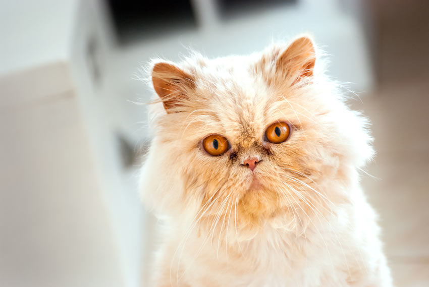 A sociable and friendly Persian cat