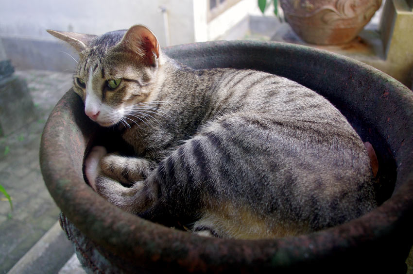 A tabby Balinese Cat with a hypoallergenic coat