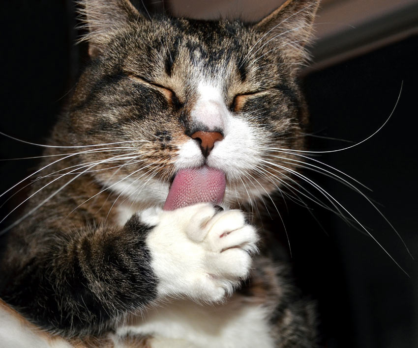 A tabby cat licking butter off its paws