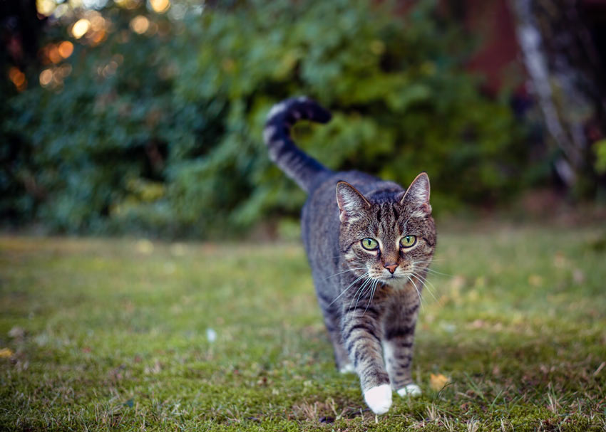 A tabby cat strolling across the garden