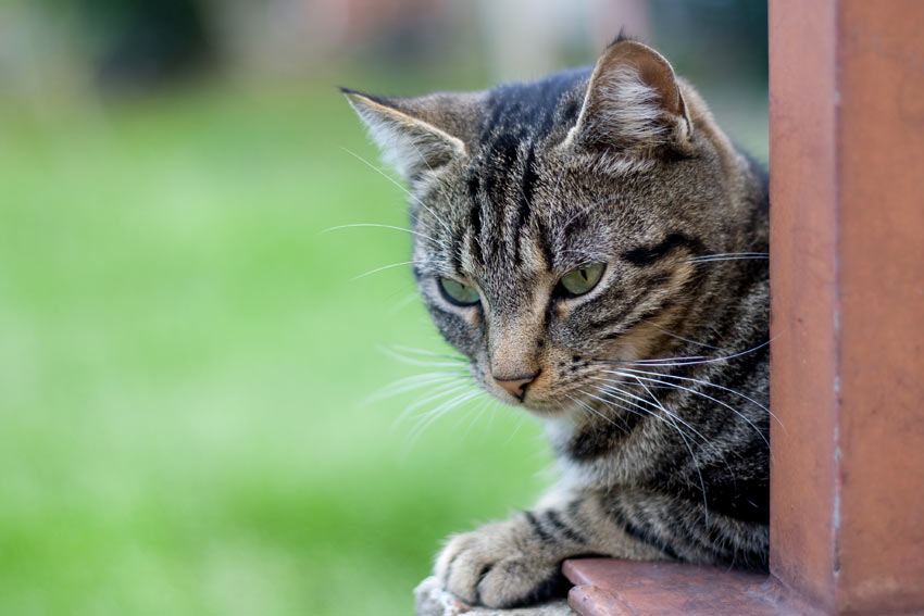 A tabby cat with an incredible coat