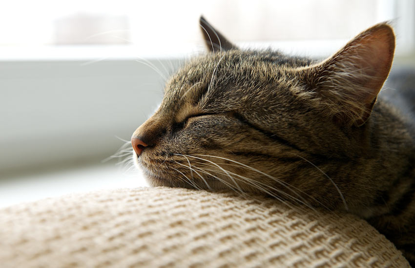 A tired tabby cat resting its head on the sofa