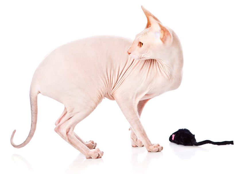 A wonderful friendly Sphynx Cat who loves to play