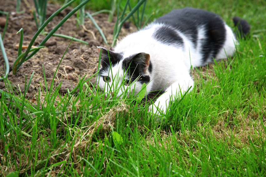 A young black and white cat mid hunt ready to pounce