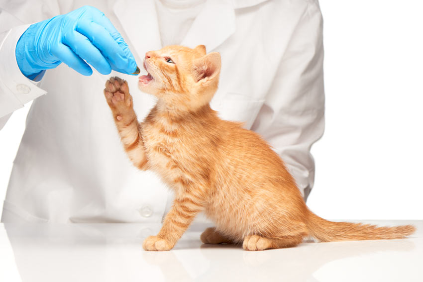 A young ginger kitten being given a pill at the vets