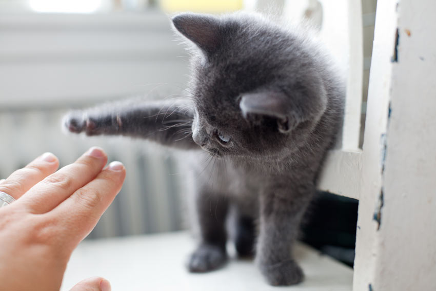 A young grey kitten pawing away its owners hand