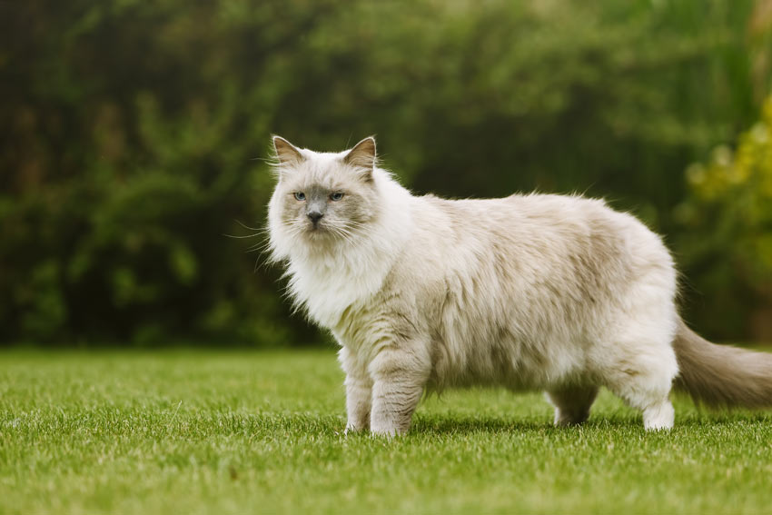 An adult Ragdoll cat with an incredible thick long coat