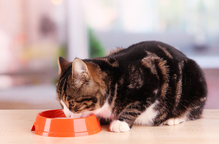 An adult cat eating a bowl of food