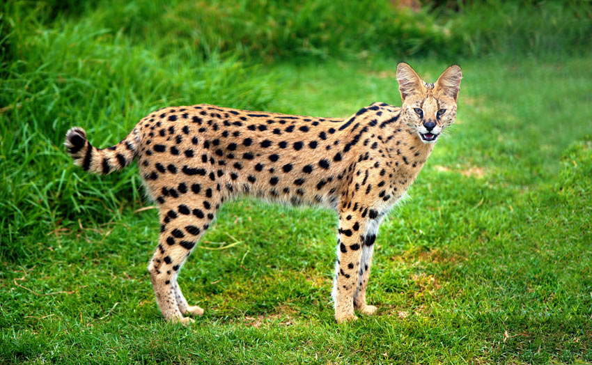 An alert Serval Cat