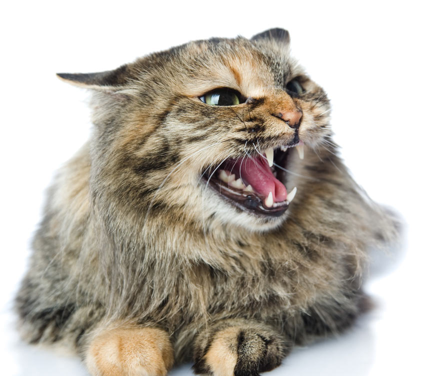 An angry cat with flattened ears an open mouth and dilated pupils
