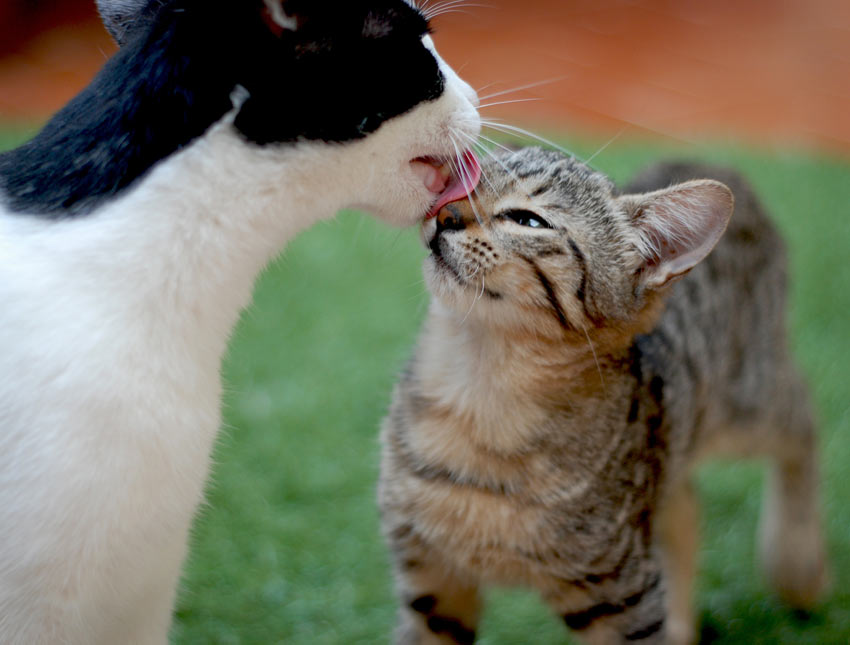 An older cat licking a younger cats face cleaning its coat