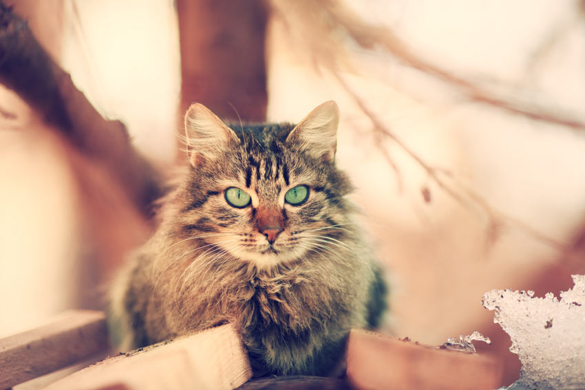 Longhaired siberian cat