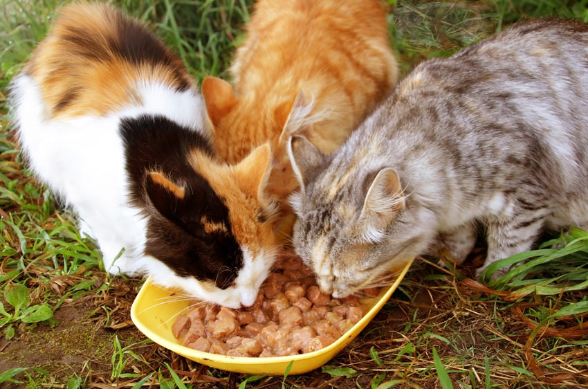 Three cats being fed outside