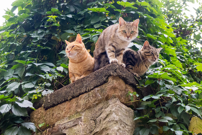 Three cats sitting up high on a garden wall