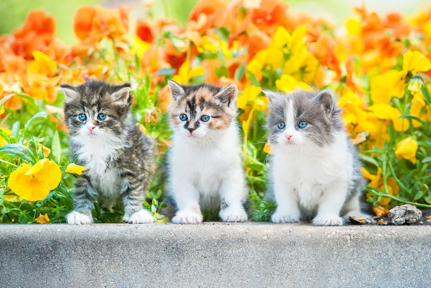 Three lovely little kittens sitting on a wall