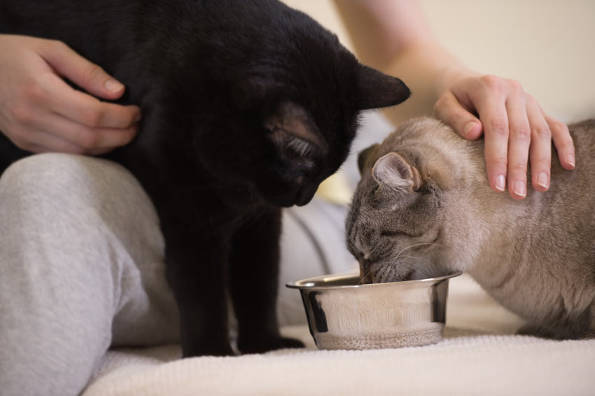 Two cat being fed at the same time