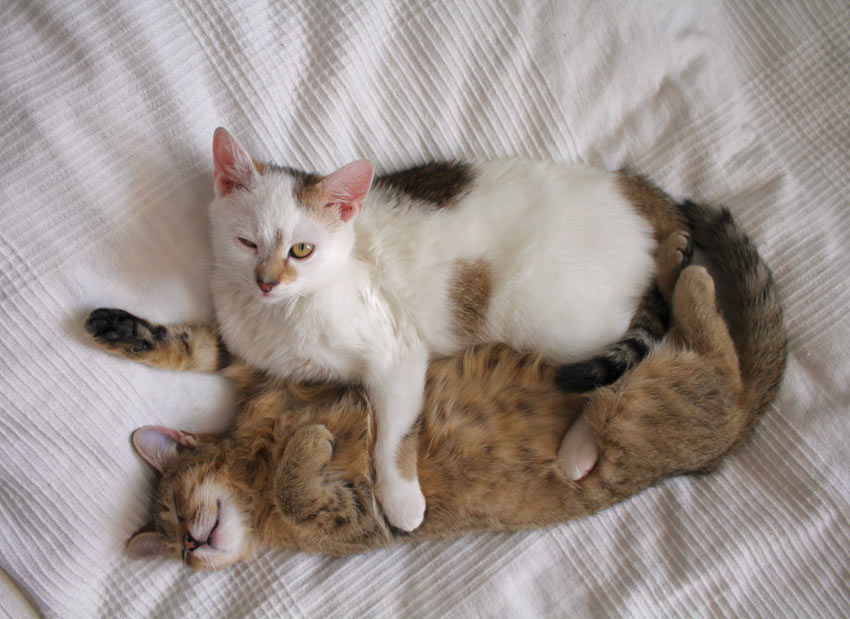 Two cats playing on the bed