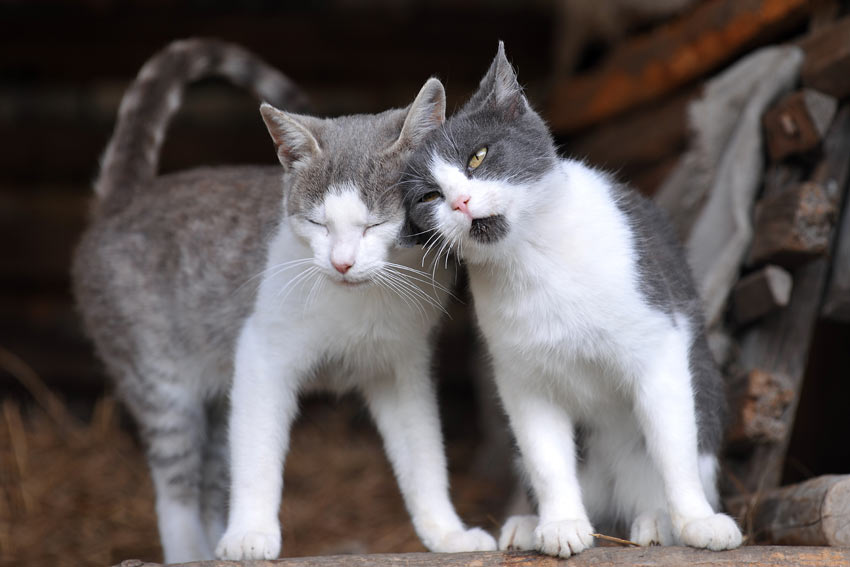 Two cute cats enjoying each others company