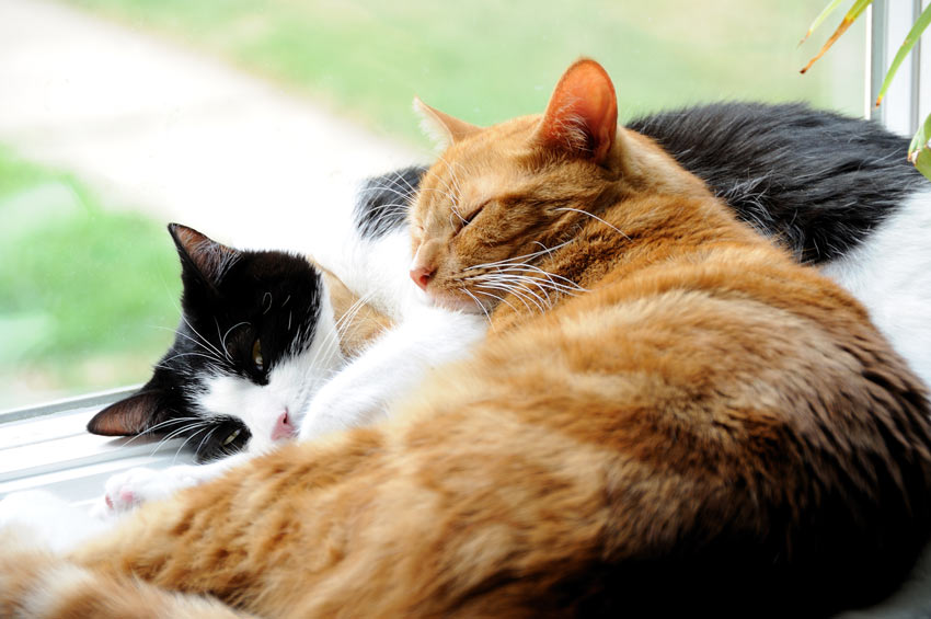 Two domestic cats cuddling up to eachother on the windowsill