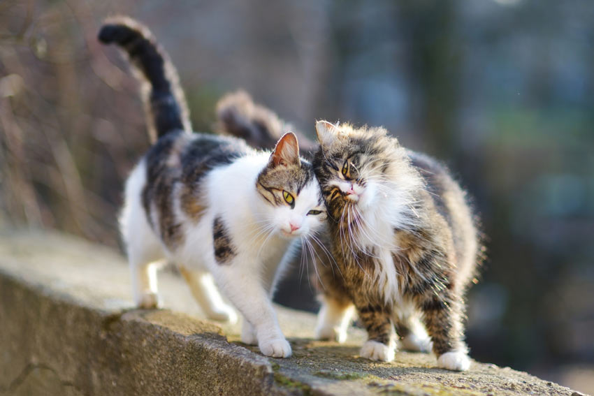 Two domestic cats enjoying each others company wondering outside