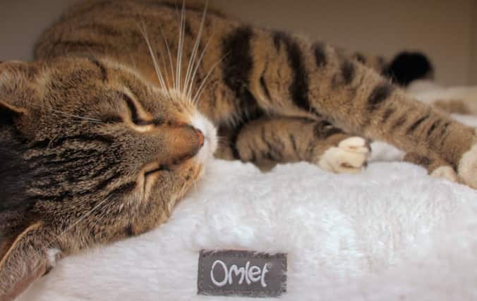 Chat qui se détend dans le lit Maya Donut d’Omlet. Offrez une relaxation optimale à votre chat avec le lit Maya Donut