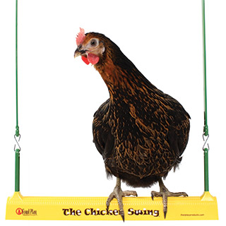 La balançoire à poules