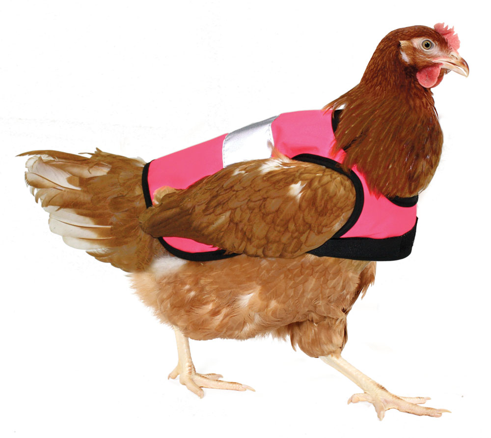 Selle De Poulet Pour Poules, Tabliers Et Gilet De Protection Pour