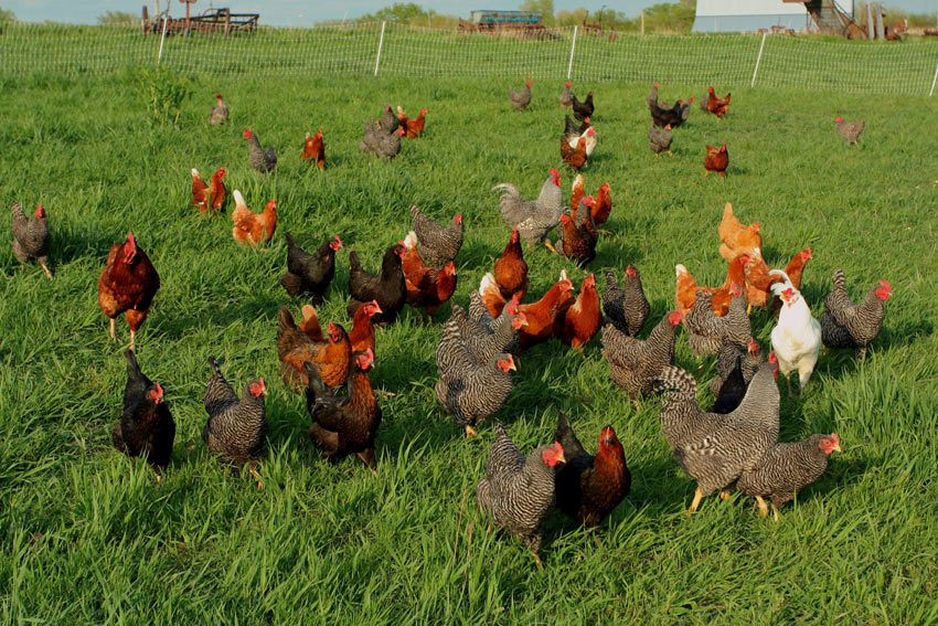 Un groupe de poules à l'air libre