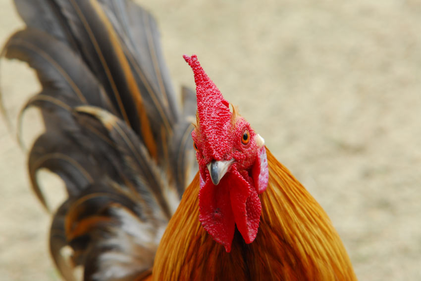 Un magnifique coq doré