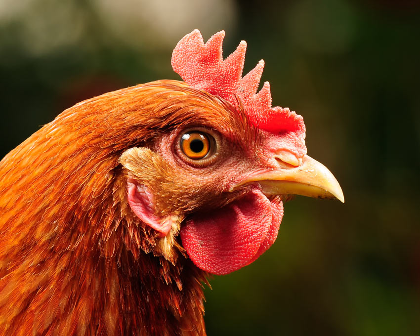 Une belle poule rousse dont le bec et les yeux indiquent une excellente santé