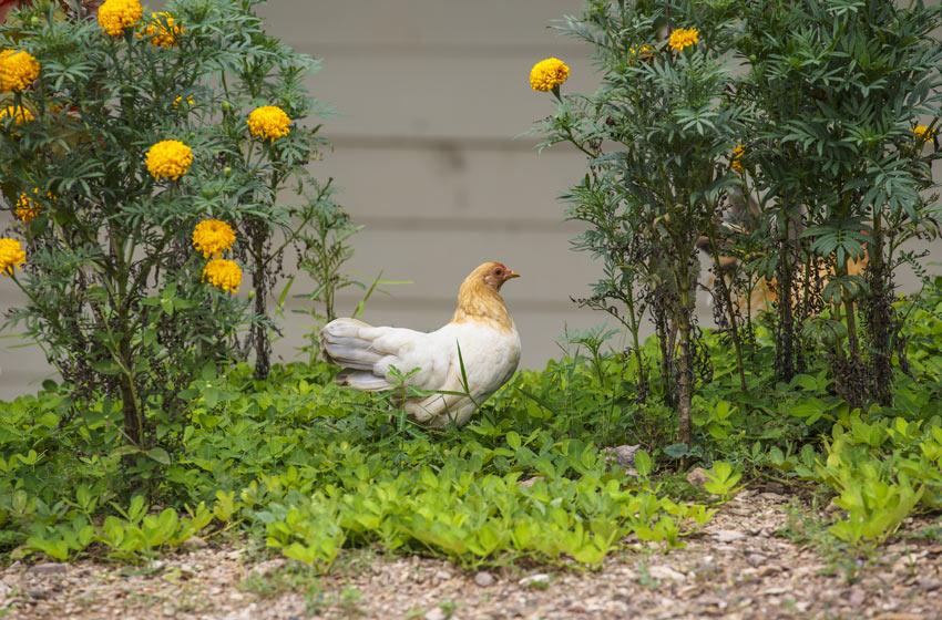 Une belle poule rousse et blanche qui cherche des insectes dans le jardin
