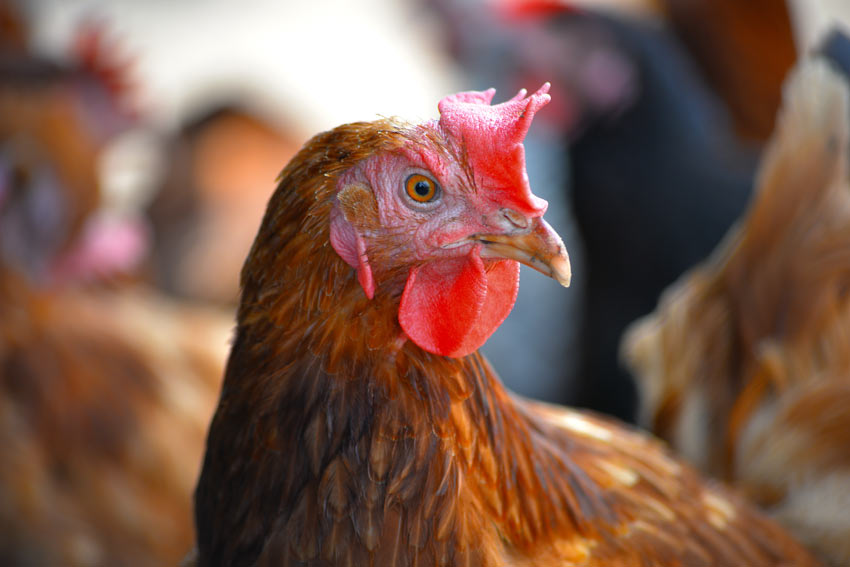 Une poule dotée de beaux atours