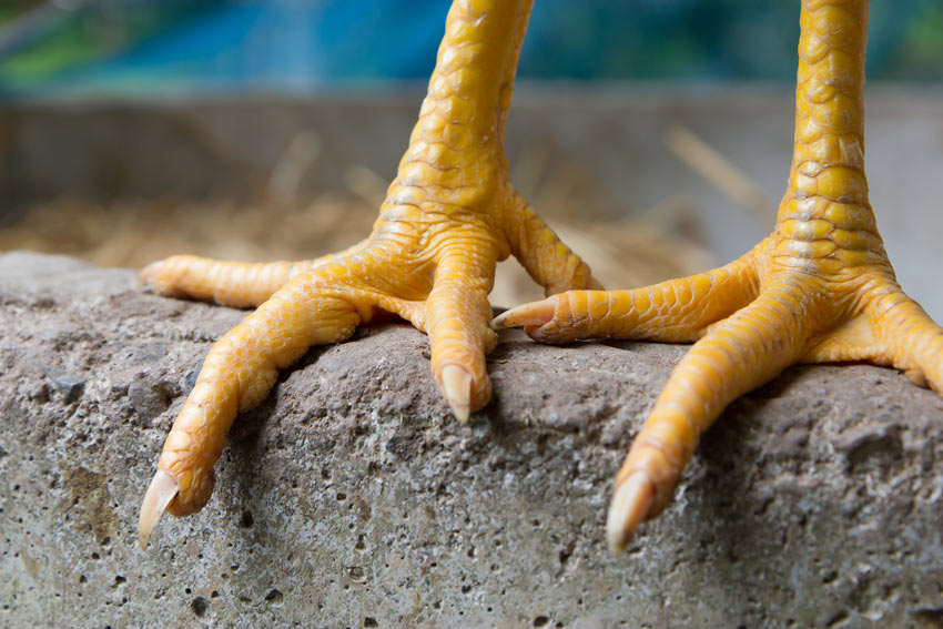 Une vue de plus près des pieds d'une poule en excellente santé