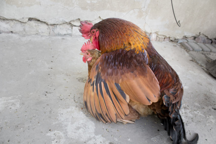 Un coq et une poule en plein accouplement