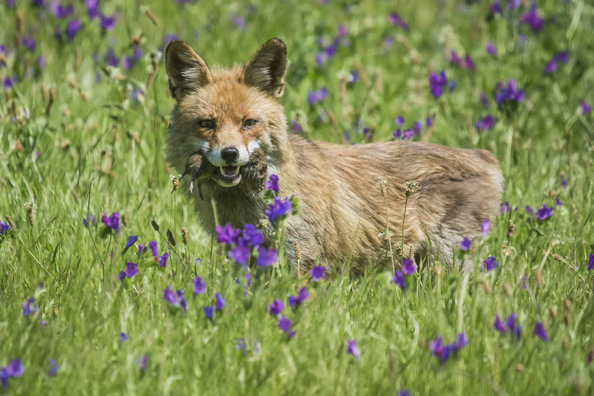 Un renard rusé qui chasse pendant la journée