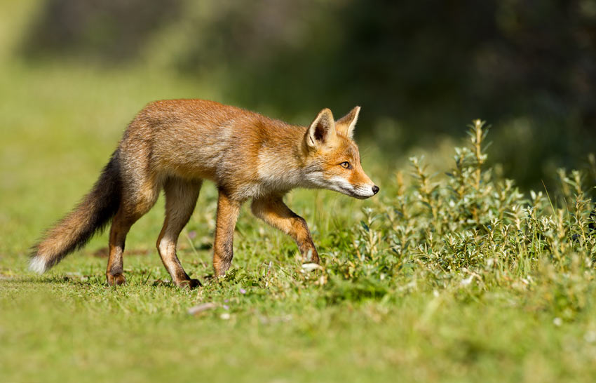 Un renard en chasse