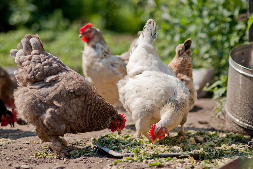 Un groupe de poules qui picorent dans le jardin