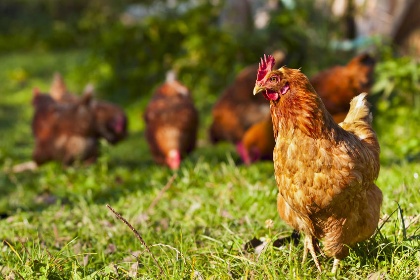 Un groupe de poules se promenant librement dans le jardin en quête de vers de terre