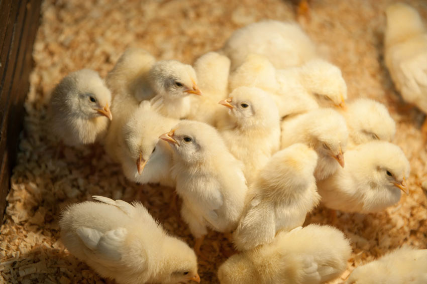 Un groupe de poussins sous une lumière chauffante