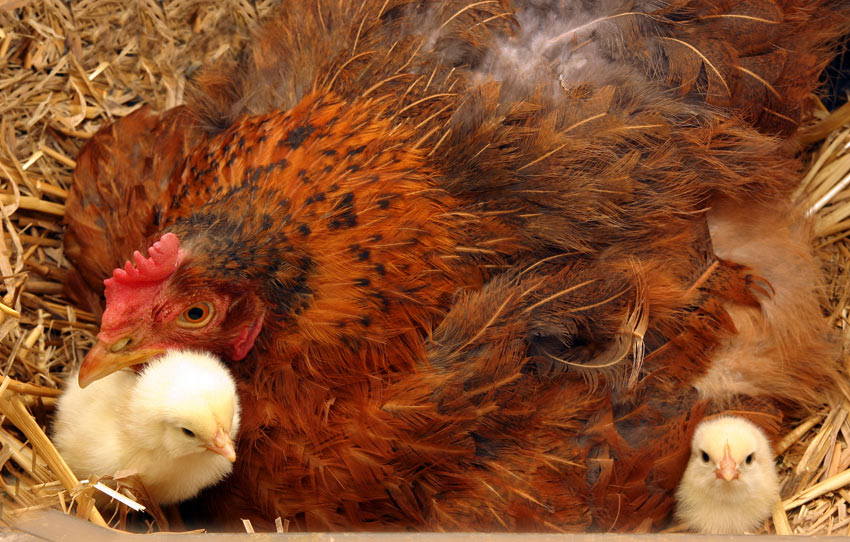 A mother hen looking after her recently hatched chicks