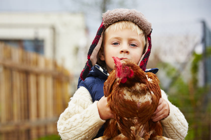 Un jeune garçon tenant une belle poule apprivoisée