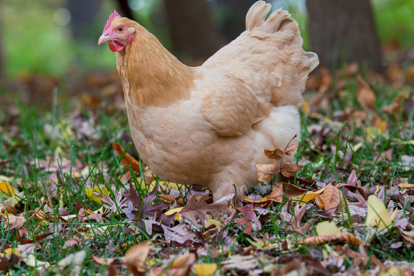 Une poule Orpington aux belles plumes oranges