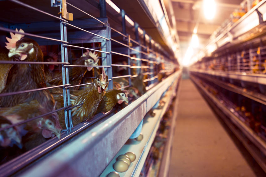 Les poules de batterie vivant en cage dans une ferme industrielle