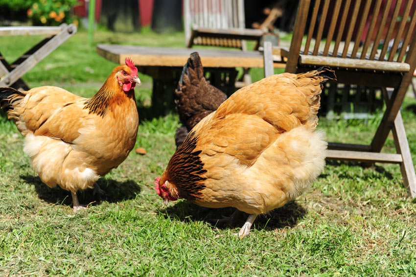 Comment laver et sécher votre poule, Prendre soin de vos poules