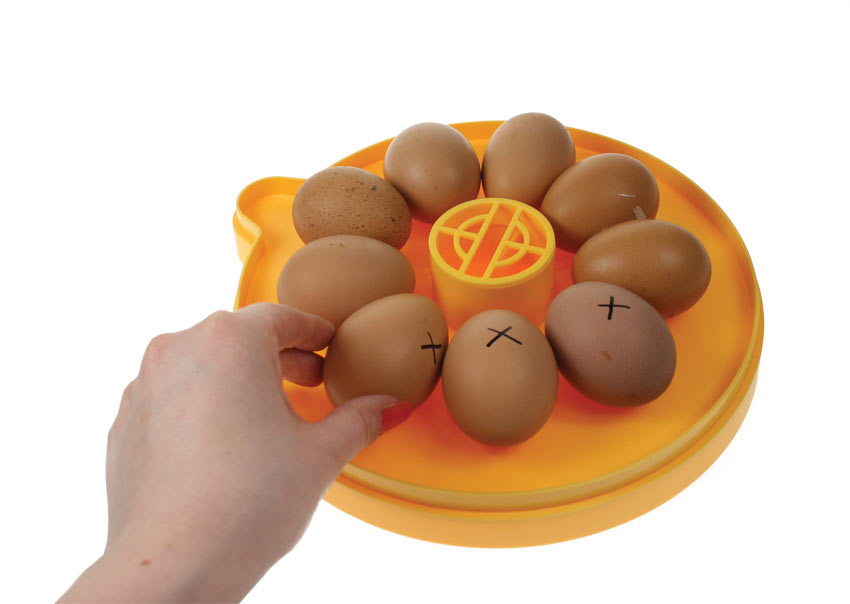 Touner les œufs dans une Couveuse Brinsea Mini II Eco