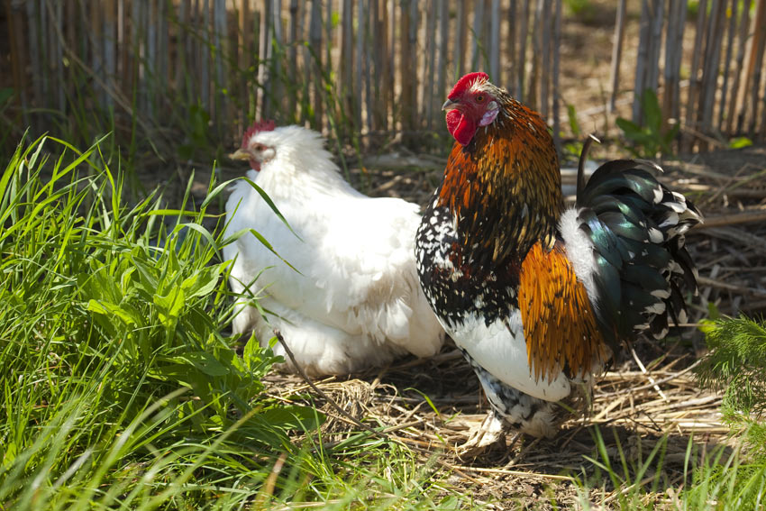 Deux poules de race magnifiques destinées pour l'exposition