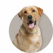 Guide sur les Chiens
