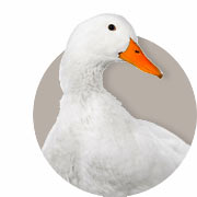 Guide sur les Canards